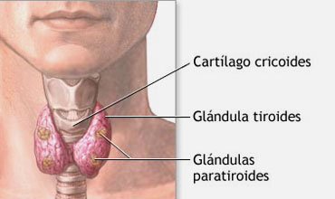 puncion glandula tiroides